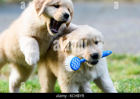 Zwei 8 Wochen alten Golden Retriever Welpen spielen. Stockfoto