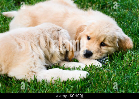 Zwei 8 Wochen alten Golden Retriever Welpen im Gras liegen. Stockfoto