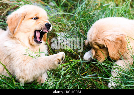 Zwei 8 Wochen alten Golden Retriever Welpen spielen. Stockfoto