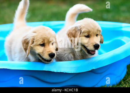 Zwei 8 Wochen alten Golden Retriever Welpen spielen in einem kleinen Pool. Stockfoto