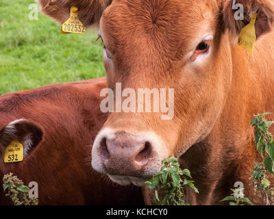 Red Angus Kuh mit Kalb Stockfoto