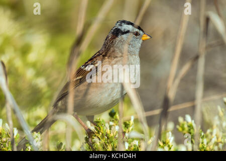 Porträt eines Erwachsenen weiß - gekrönte Spatz (Zonotrichia leucophrys) Stockfoto