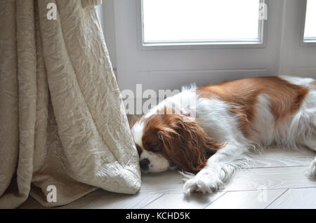 Cavalier King Charles Spaniel liegend auf einer Etage und Einschlafen Stockfoto