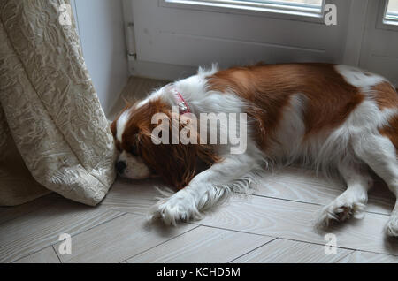 Cavalier King Charles Spaniel liegend auf einer Etage und Schlafen Stockfoto