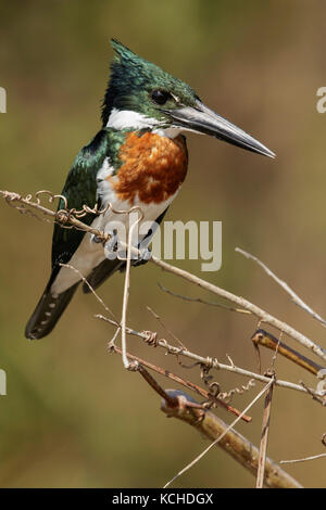 Amazon Kingfisher (chloroceryle Amazona) auf einem Zweig im Pantanal Brasilien thront. Stockfoto