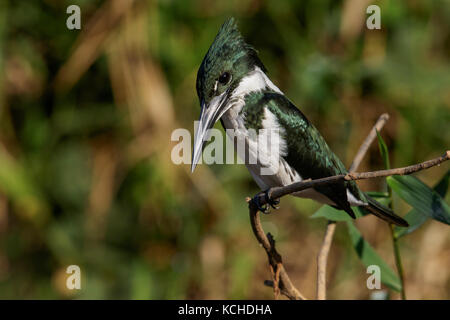 Amazon Kingfisher (chloroceryle Amazona) auf einem Zweig im Pantanal Brasilien thront. Stockfoto