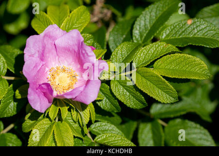 Strand Rose (Rosa rugosa) auf der Nordseeinsel Juist in Ostfriesland, Deutschland, Europa. Stockfoto