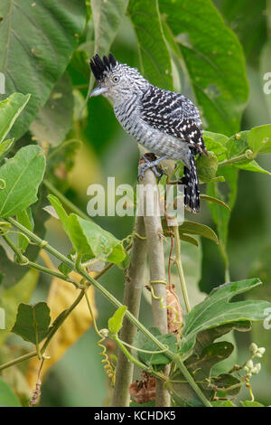 Gesperrt (Antshrike Thamnophilus doliatus) auf einem Zweig im Pantanal Brasilien thront. Stockfoto