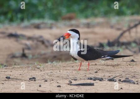 Schwarzes Abstreicheisen (Rynchops niger) auf einem Strand in das Pantanal Brasilien gehockt Stockfoto