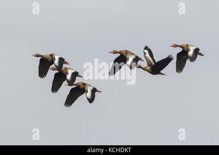 Schwarz-bellied Pfeifen Ente (Dendrocygna autumnalis) im Pantanal Brasilien fliegen. Stockfoto