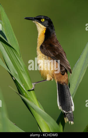 Black-capped Donacobius (Donacobius atricapillius) auf einem Zweig im Pantanal Brasilien thront. Stockfoto