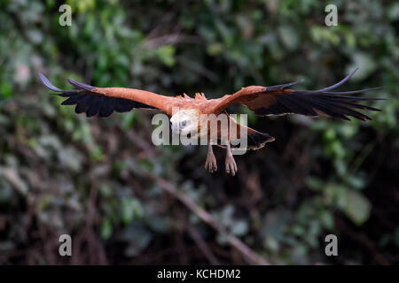 Black-collared Hawk (Busarellus nigricollis) im Pantanal Brasilien fliegen. Stockfoto