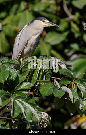 Schwarz - gekrönt (Nycticorax nycticorax Night-Heron) auf einem Zweig im Pantanal Brasilien gehockt Stockfoto