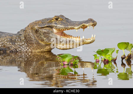 Caiman Fütterung in einem Feuchtgebiet im Pantanal Region Brasiliens. Stockfoto