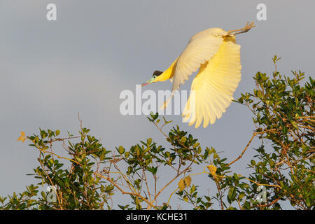 Heron (Pilherodius pileatus begrenzt) auf einem Zweig im Pantanal Brasilien thront. Stockfoto