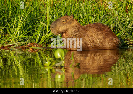 Capybara Fütterung in einem Feuchtgebiet im Pantanal Region Brasiliens. Stockfoto