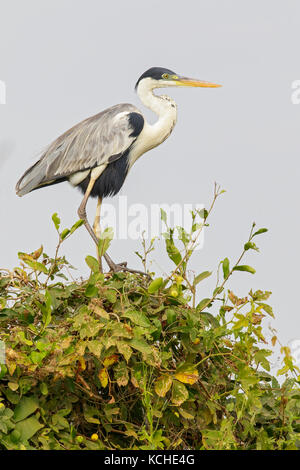 Cocoi Graureiher (Ardea cocoi) auf einem Zweig im Pantanal Brasilien thront. Stockfoto