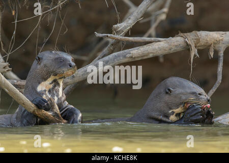 Giant River Otter Fütterung in einem Feuchtgebiet im Pantanal Region Brasiliens. Stockfoto