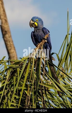 Hyazinthara (Anodorhynchus hyacinthinus) auf einem Zweig im Pantanal Brasilien thront. Stockfoto