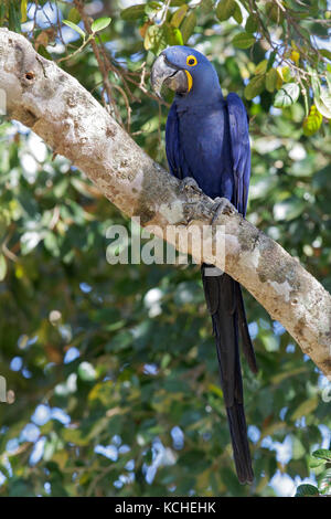 Hyazinthara (Anodorhynchus hyacinthinus) auf einem Zweig im Pantanal Brasilien thront. Stockfoto