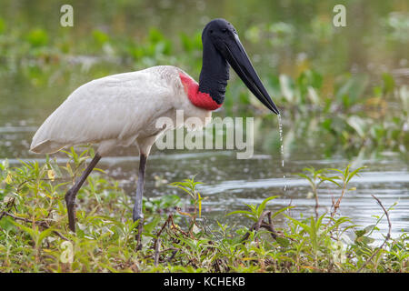 Jabiru (Jabiru mycteria) Ernährung in einem Feuchtgebiet im Pantanal Region Brasiliens. Stockfoto