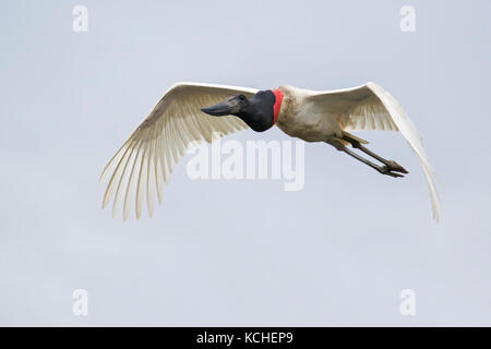 Jabiru (Jabiru mycteria) fliegen im Pantanal Region Brasiliens. Stockfoto