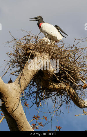 Jabiru (Jabiru mycteria) auf einem Zweig im Pantanal Brasilien thront. Stockfoto