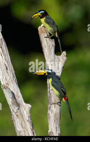 Beschriftet (Pteroglossus Aracari inscriptus) auf einem Zweig in der Amazonas in Brasilien thront. Stockfoto