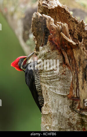 Lineated Woodpecker (Dryocopus lineatus) auf einem Zweig in den Atlantischen Regenwald Brasiliens thront. Stockfoto