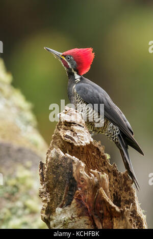 Lineated Woodpecker (Dryocopus lineatus) auf einem Zweig in den Atlantischen Regenwald Brasiliens thront. Stockfoto