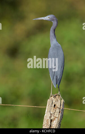 Little Blue Heron (Egretta caerulea) auf einem Zweig im Pantanal Brasilien thront. Stockfoto