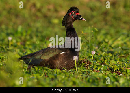 Muscovy Duck (Cairina moschata) Ernährung in einem Feuchtgebiet im Pantanal Region Brasiliens. Stockfoto