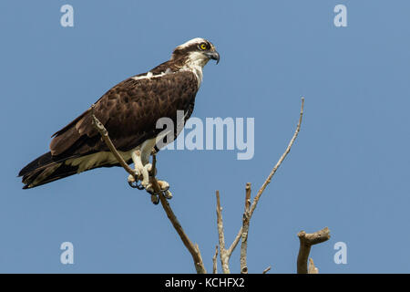 Fischadler (Pandion haliaetus carolinensis) auf einem Zweig im Pantanal Brasilien thront. Stockfoto