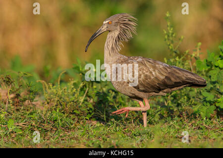 Ibis (Theristicus plumbeous Caerulescens) Ernährung in einem Feuchtgebiet im Pantanal Region Brasiliens. Stockfoto