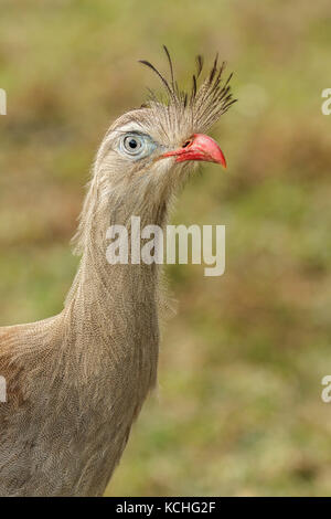 Red-legged Seriema (Cariama cristata) auf einem Zweig in den Atlantischen Regenwald Brasiliens thront. Stockfoto