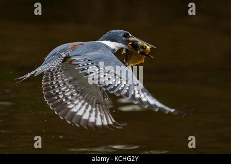 Beringt Kingfisher (Megaceryle torquata) fliegen im Pantanal Region Brasiliens. Stockfoto