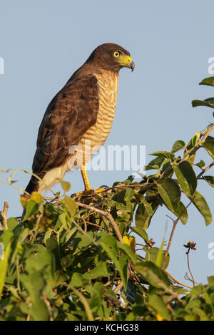 Am Straßenrand Hawk (Rupornis magnirostris) auf einem Zweig im Pantanal Brasilien thront. Stockfoto