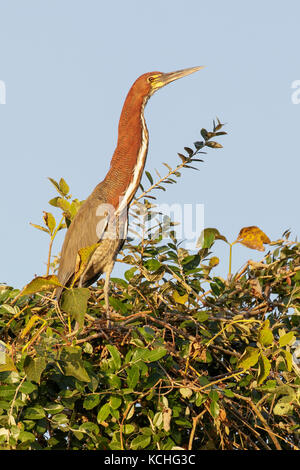 Rufescent Tiger-Heron (Tigrisoma lineatum) auf einem Zweig im Pantanal Brasilien thront. Stockfoto