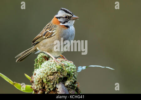 Rufous-collared Sparrow (Zonotrichia capensis) auf einem Zweig in den Atlantischen Regenwald Brasiliens thront. Stockfoto