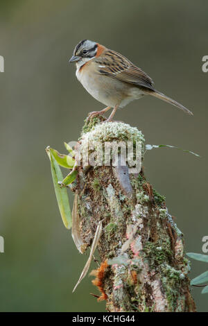 Rufous-collared Sparrow (Zonotrichia capensis) auf einem Zweig in den Atlantischen Regenwald Brasiliens thront. Stockfoto