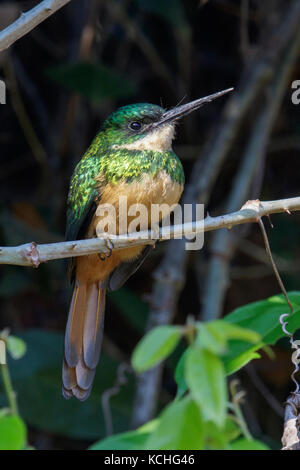 Rufous-tailed Jacamar (Galbula ruficauda) auf einem Zweig im Pantanal Brasilien thront. Stockfoto