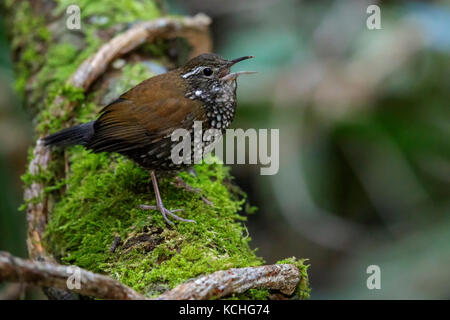 Scharfe-tailed Streamcreeper (Lochmias nematura) auf einem Zweig in den Atlantischen Regenwald Brasiliens thront. Stockfoto