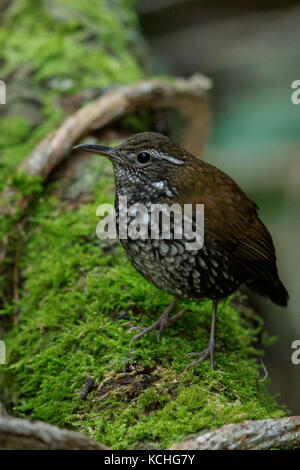 Scharfe-tailed Streamcreeper (Lochmias nematura) auf einem Zweig in den Atlantischen Regenwald Brasiliens thront. Stockfoto