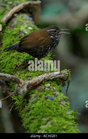 Scharfe-tailed Streamcreeper (Lochmias nematura) auf einem Zweig in den Atlantischen Regenwald Brasiliens thront. Stockfoto