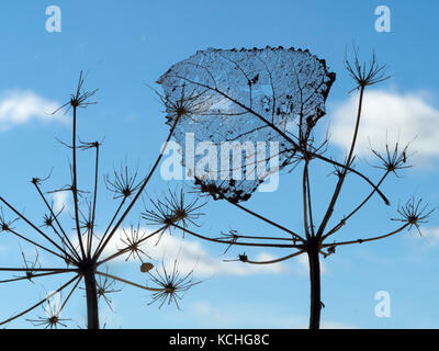 Schwarzes Populus nigra Skelett Blatt im Gras gefangen Stockfoto