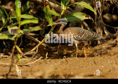 Sunbittern (Eurypyga helias helias) Ernährung in einem Feuchtgebiet im Pantanal Region Brasiliens. Stockfoto