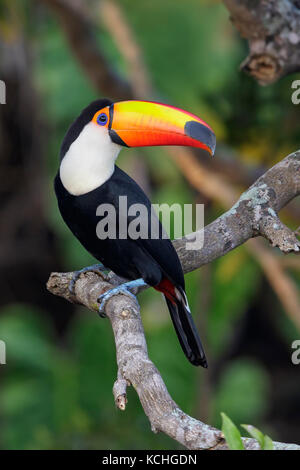 Riesentukan (Ramphastos toco) auf einem Zweig im Pantanal Brasilien thront. Stockfoto