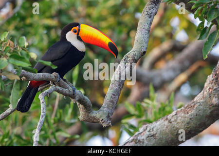 Riesentukan (Ramphastos toco) auf einem Zweig im Pantanal Brasilien thront. Stockfoto