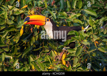 Riesentukan (Ramphastos toco) auf einem Zweig im Pantanal Brasilien thront. Stockfoto