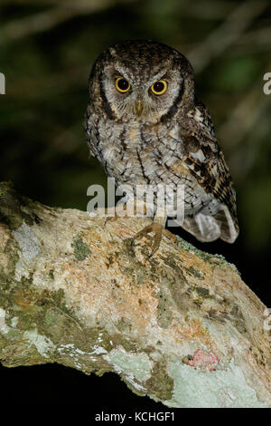 Tropische Screech-Owl (Megascops choliba) auf einem Zweig in den Atlantischen Regenwald Brasiliens thront. Stockfoto